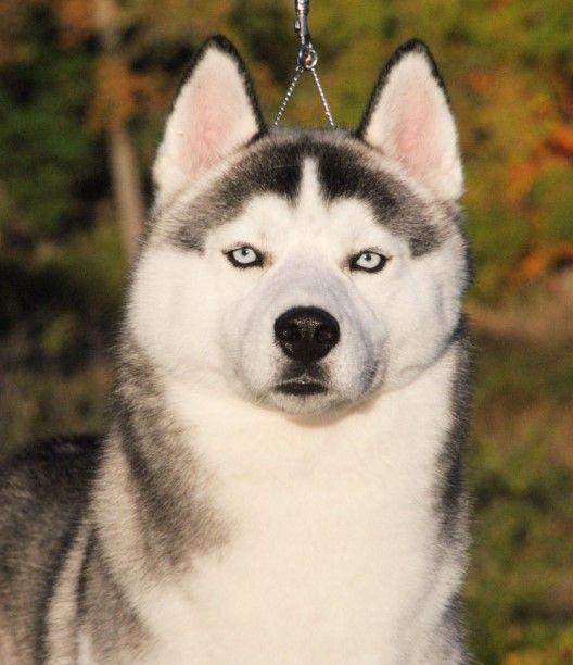 Photo of Barynuk Nanook’s Blue Ice
