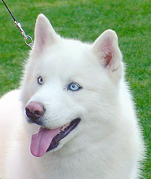 Photo of Shamrock’s White Cloud Rising