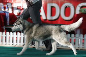 Photo of Arctic Magic Wiola