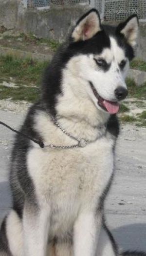 Photo of Big Flauer Nefirtiti