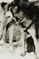 Photo of Togo Of Alyeska