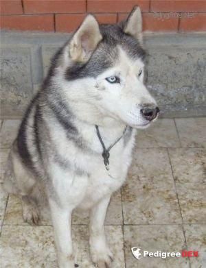 Photo of O’Ross Serebristy Sobol