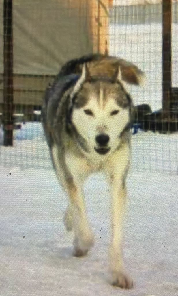 Photo of Trinity Kennel’s O-Bandit