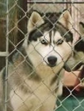 Photo of Talocon’s Polar Kaiyah