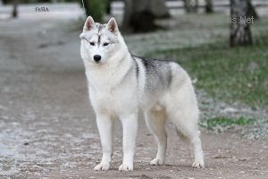 Photo of Husky Haven G-Hawaiian Rum