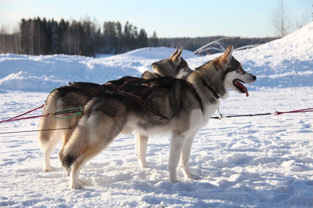 Photo of Arctic Power Ural Mocca
