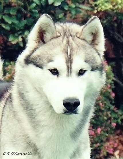 Photo of Talocon’s Thunder’s Bruin