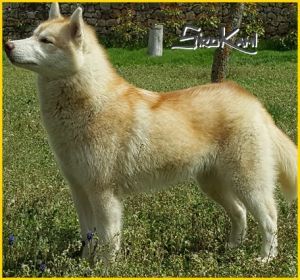 Photo of Bloodsnow Mitsubishi Firebomb