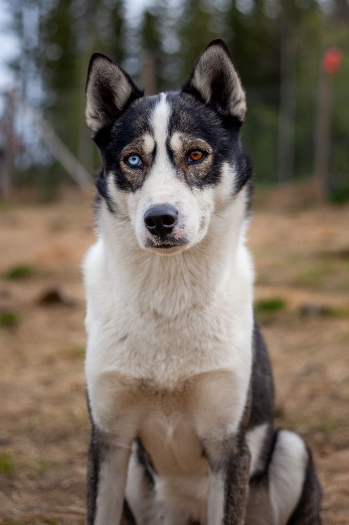 Photo of Trap line adventure Cody