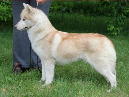 Photo of Kortar’s Kinnamon