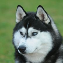 Photo of Wolvereen Won-Ina-Blumoon