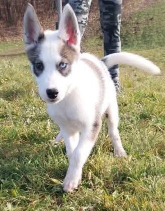 Photo of Durio's kennel D' Thor