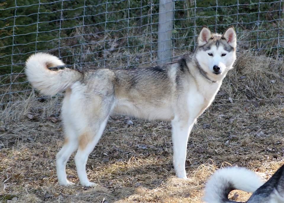 Photo of Viddashusky Babe