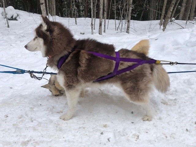 Photo of Apollo Carries The Dawn