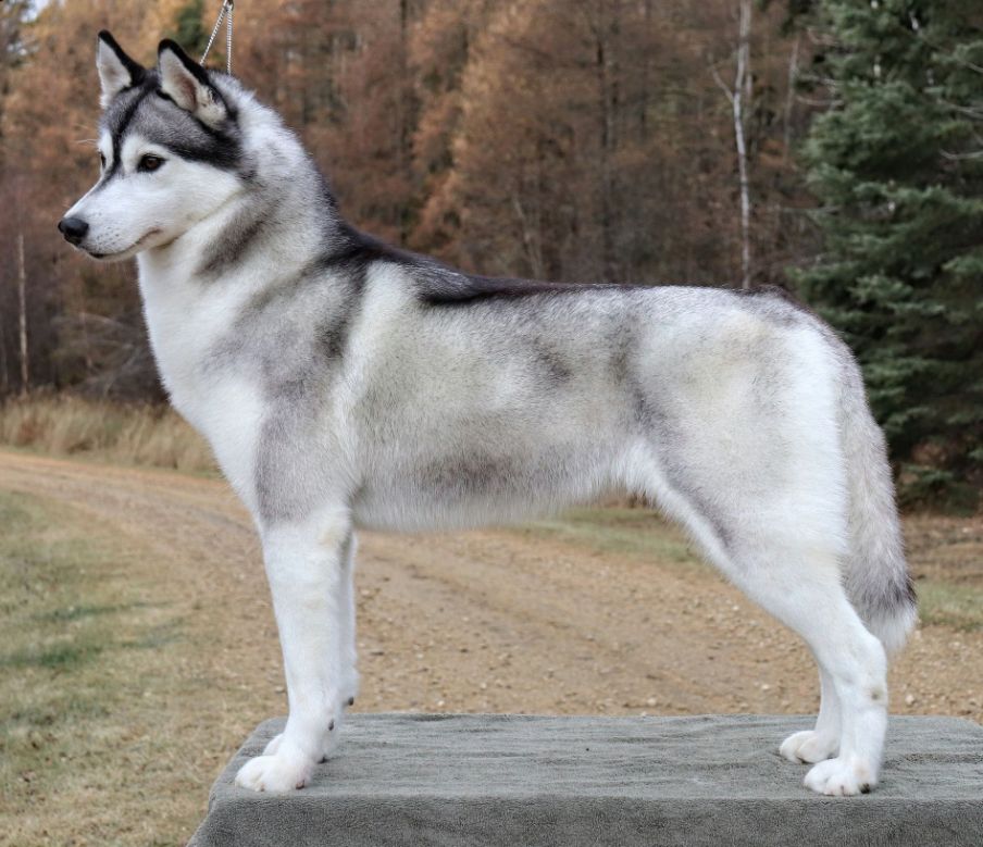 Photo of Canroc's Bellissima At Kannook