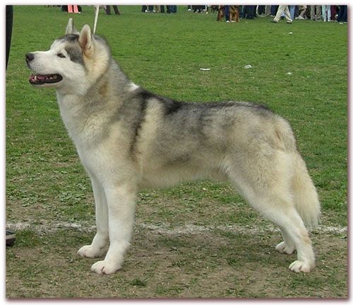 Photo of Playboy Of Siberian Lady