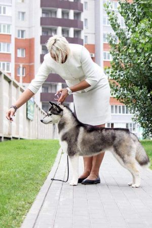 Photo of Natti Husky Vishery Lime