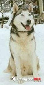 Photo of Lucky Labakan