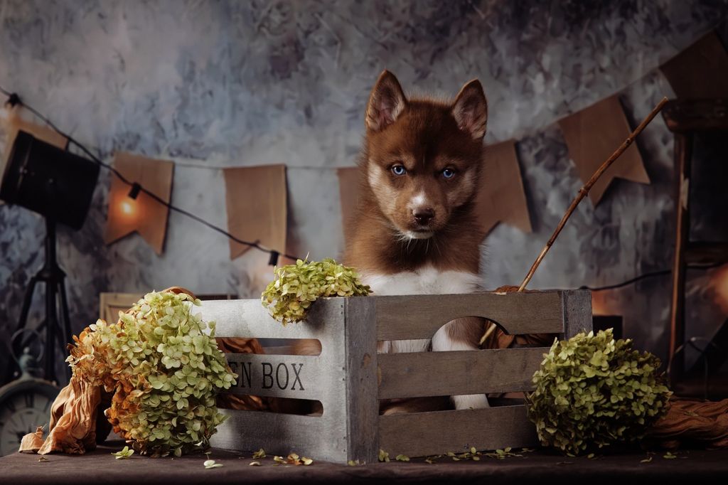 Photo of Togo’s Life Ragnar Lodbrok