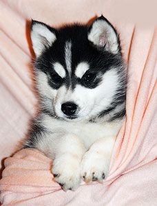 Photo of Arctic Magic Evelina Black Pearl