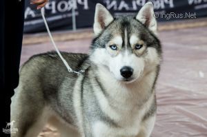 Photo of Snow Galaxy Chervona Ruta