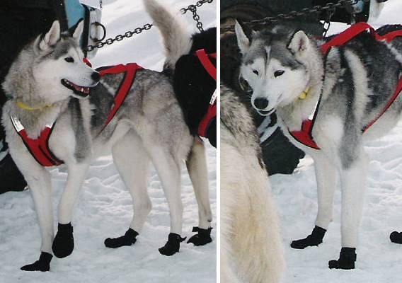 Photo of Alaskan’s Kessa Of Anadyr