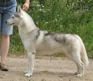 Photo of Husky Haven Hanny Bunny