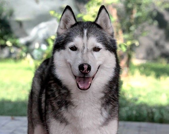 Photo of Nanook’s Morena Of Windshot