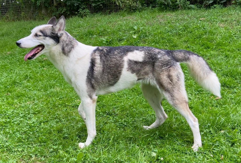 Photo of Sunshine Husky Nova With Fugitive