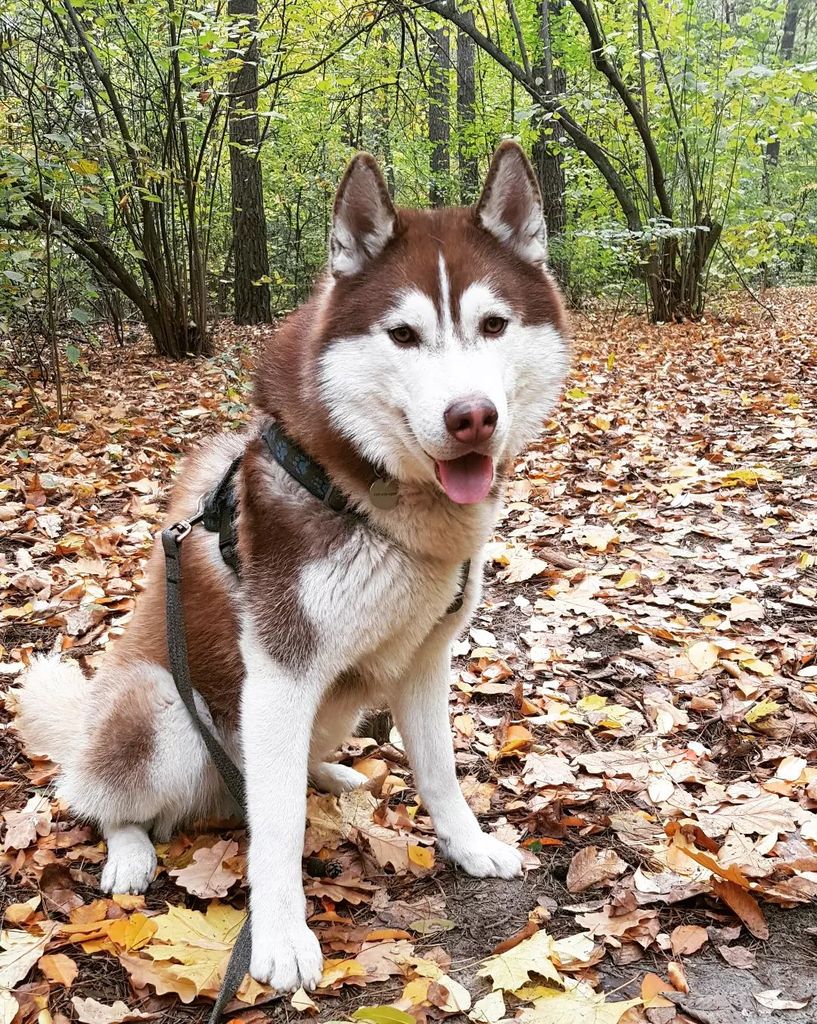 Photo of Spy Hunter Shaggy Land
