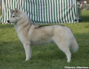 Photo of Latrans All For You