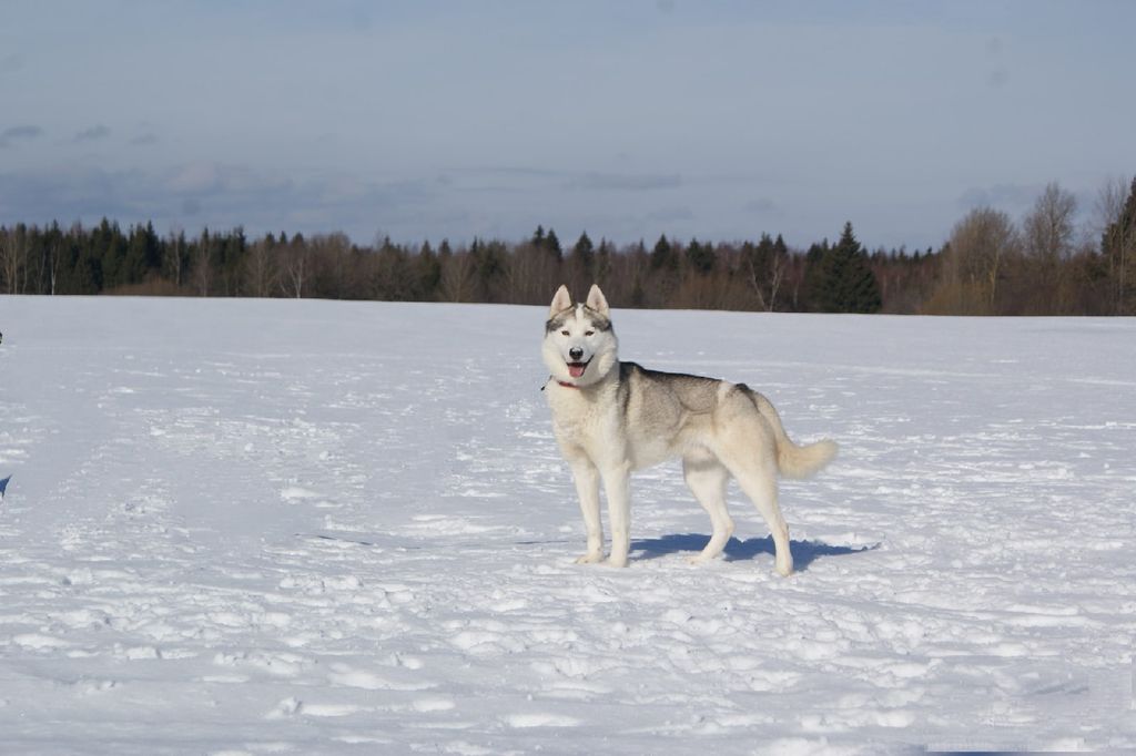 Photo of Vento Libero Davos Apark Shelon