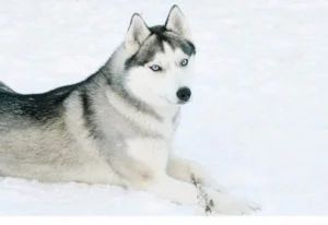 Photo of Husky Haven Vivien Leigh