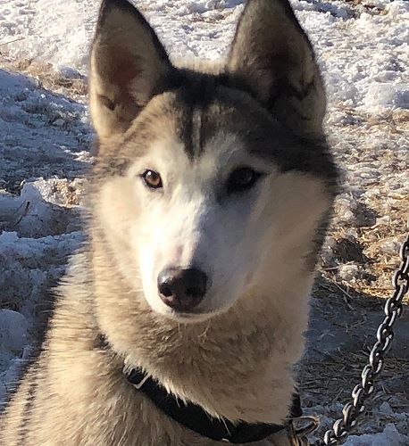 Photo of Jedeye Nova of Manitou