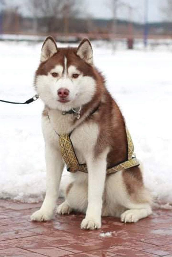 Photo of Odin Shaggy Land