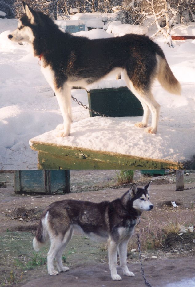 Photo of Alaskan’s Anya Of Anadyr