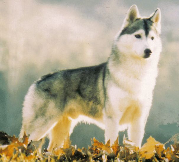 Photo of Akzal