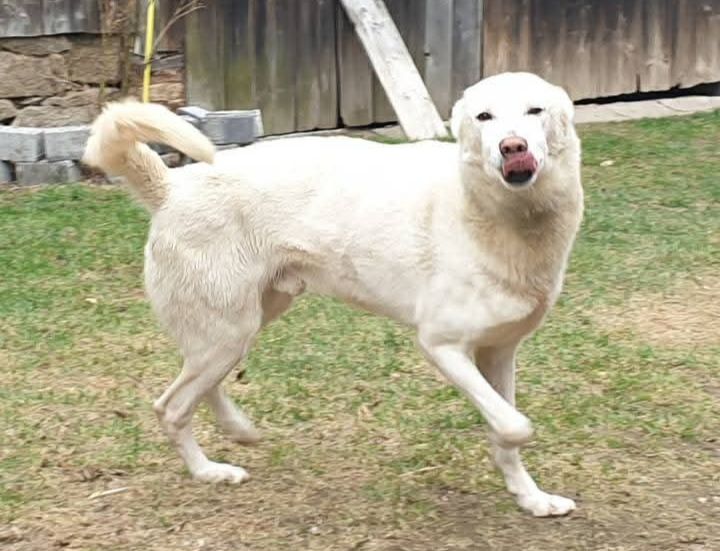 Photo of Sirirosca Thor