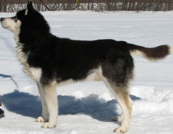 Photo of Nairebis Dark Emperor Of Shaytaan