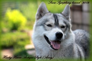 Photo of Husky Haven Antique Style