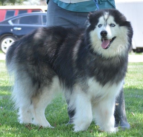 Photo of Aragan