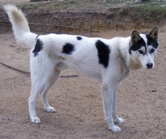 Photo of NorthWapiti's Flash Gordon