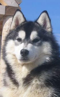 Photo of Kortar’s Kallgirl
