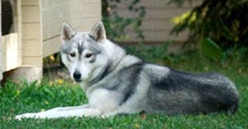 Photo of Arctic Soul Halti