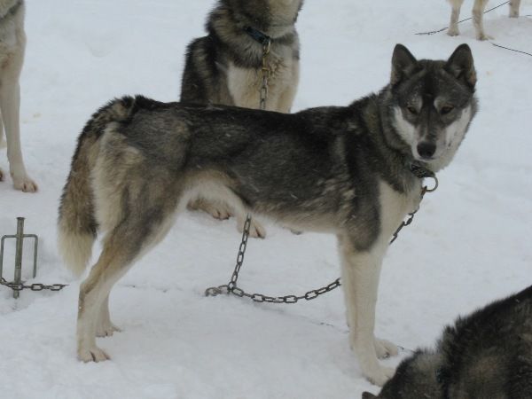 Photo of Wild Trekker Era
