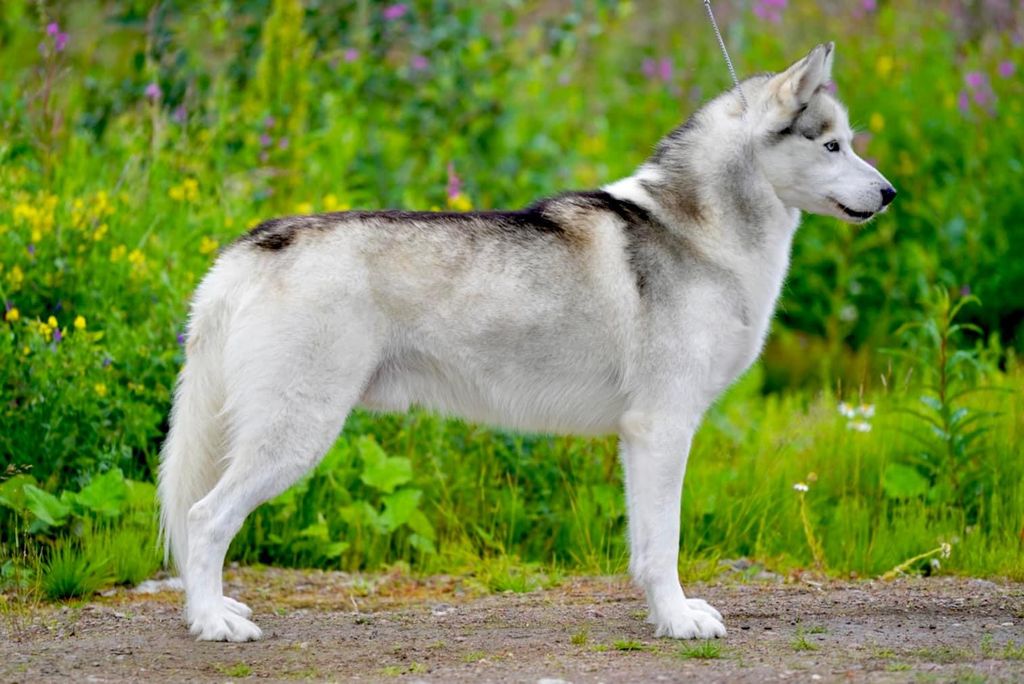Photo of ASPEN For North Eye Dark Illusion