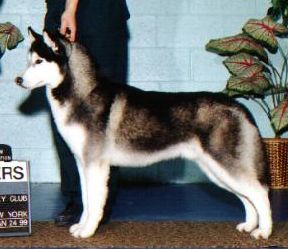 Photo of Topaz Black Ice