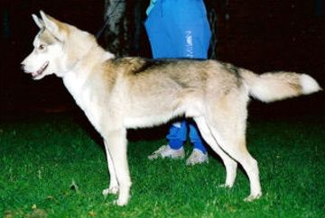 Photo of Arctic Soul Cinko