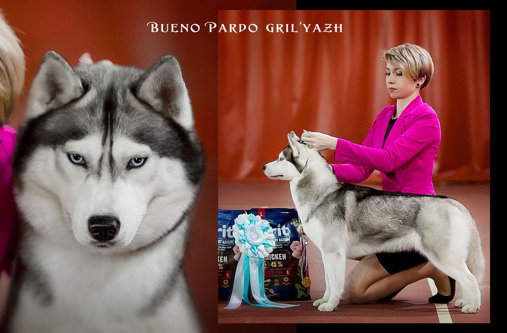 Photo of Bueno Pardo Gril'yazh