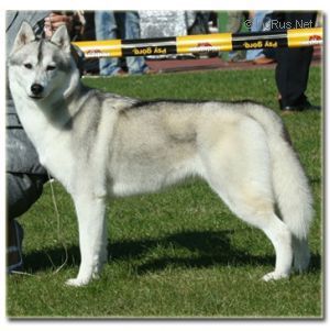 Photo of Arktogea Queen Of Snow